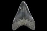 Serrated, Fossil Megalodon Tooth #125265-2